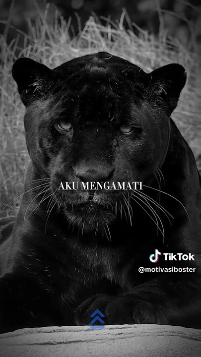 Jangan bangunkan singa yang sedang tidur