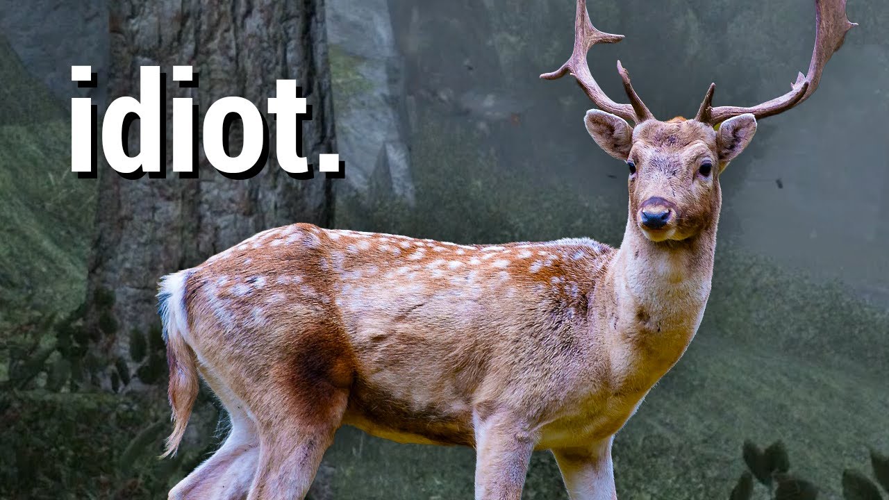 A Very, Very, Very Dumb Deer MM YouTube