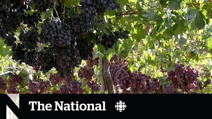 Wine industry challenged by volatility from climate change - DayDayNews