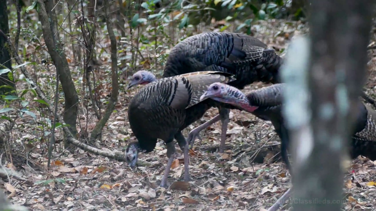 camera iphone 8 plus apk Infested with wild turkeys! November, 2017 in 4K