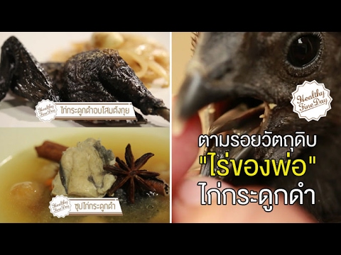 Healthy Fine day [by Mahidol] (1/2) ตามรอยวัตถุดิบจาก "ไร่ของพ่อ" ไก่กระดูกดำ