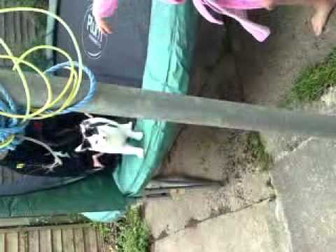 ely cat missing, looks like hitler