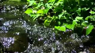 【癒し系】自然音  小鳥たちと緑のせせらぎ Babbling Brook with Birds sound