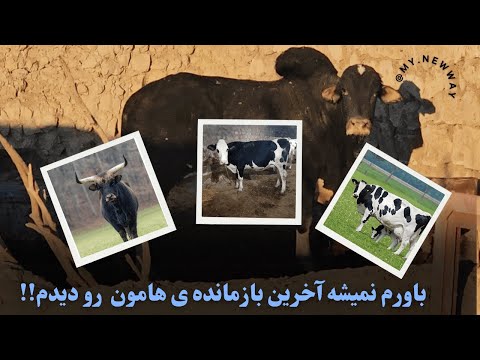 جایی که هیچ توریستی اونجا نمیره آخرین همدم هامون تختک نشین ها و گاو سیستان