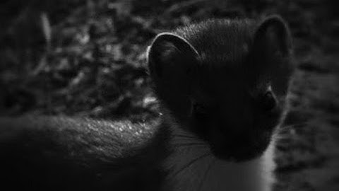 Scheming Weasel (Faster)  Kevin MacLeod - 2 HOURS [Extended]