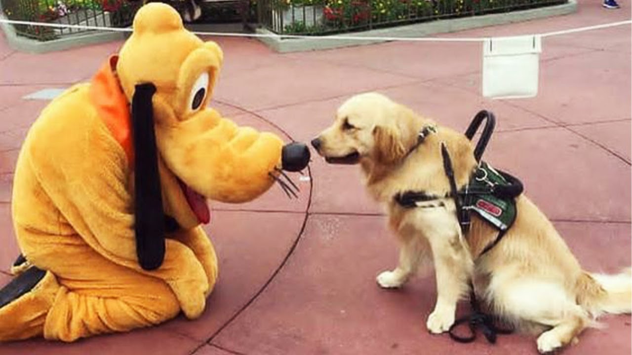 Funny Cat And Dog Videos Compilation Love Pets YouTube