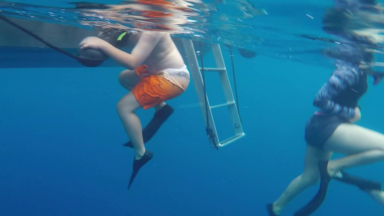 One Ocean Shark Diving In OAHU YouTube