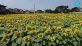 Sunflowers Have Internal Clocks