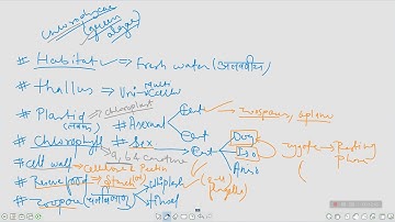 Xanthophyceae Characteristics