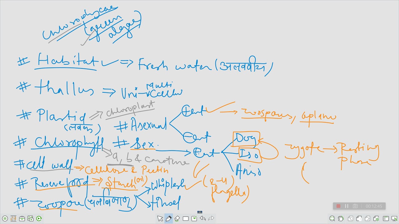 Xanthophyceae Characteristics