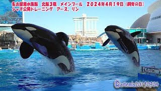 名古屋港水族館　北館３階　メインプール　２０２４年４月１９日（飼育の日）１４時３０分　シャチ公開トレーニング　アース🐋、リン🐋