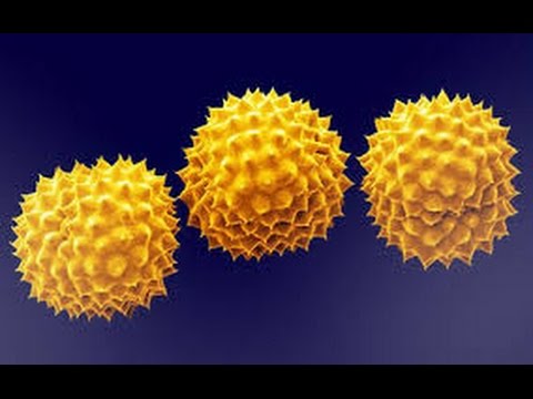 Vidéo: Approche Clinique Et Immuno-protéomique De L'allergie Au Pollen De Lantana Camara - Un Risque Sanitaire Majeur