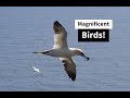 DAY 19 Salmonier Nature Park, Cape St  Mary's Ecological Reserve, Gooseberry Bay Provincial Park