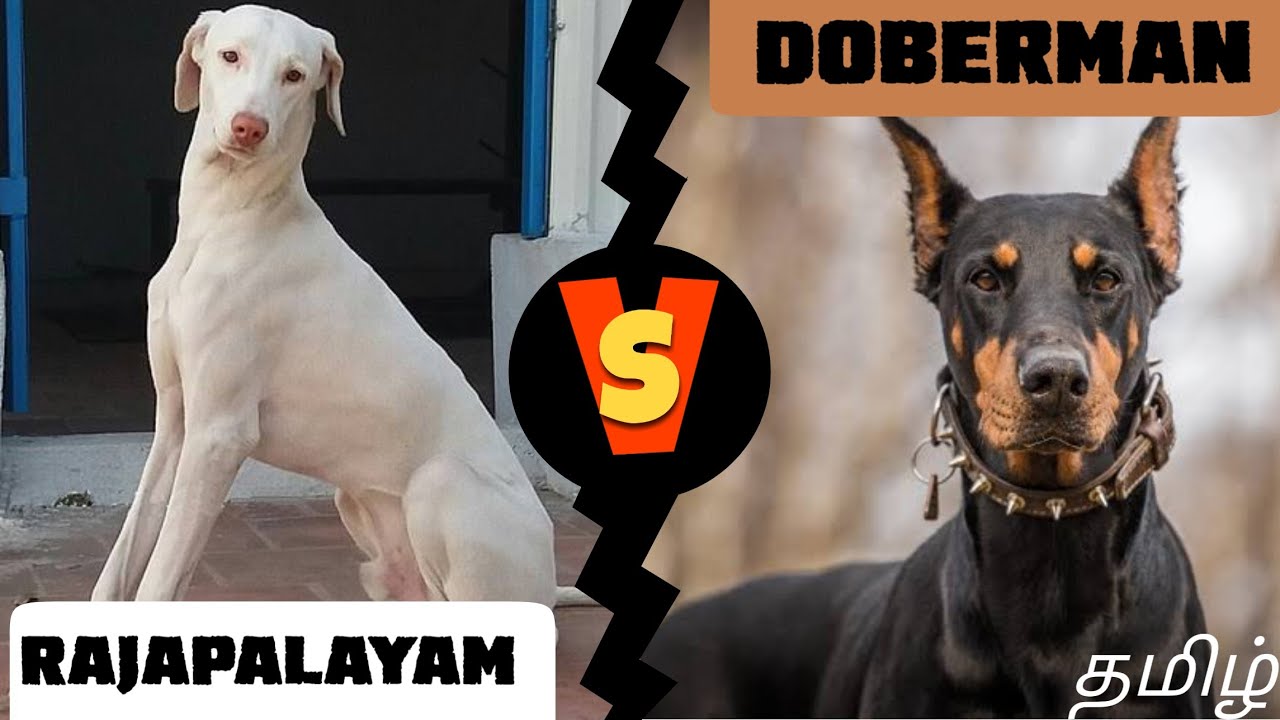 ராஜபாளையம் or Doberman pinscher which is best ? | Comparison | தமிழ்