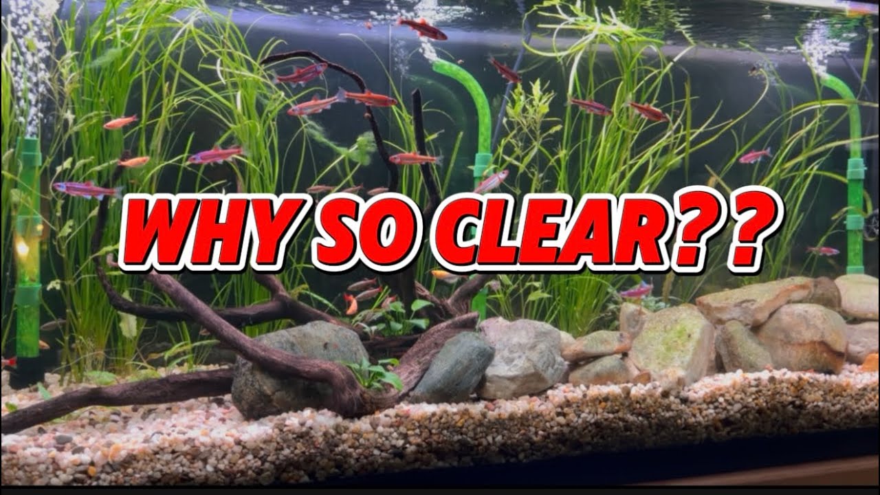     Why My Aquarium Water Is CRYSTAL CLEAR With an Undergravel Filter
