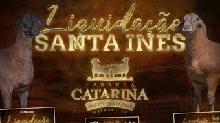 LEILÃO LIQUIDAÇÃO SANTA INÊS - CABANHA CATARINA