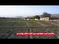 ننګرهار کې د کوکنارو بدیل کښت هڅې چټکې شوې 