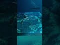 عوالم سبقت عالمنا الأدلة العلمية على حضارات ما قبل التاريخ الغارقة قارة مو Mu أطلنتس ج 02 