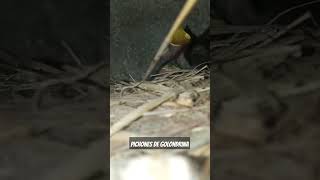 Pichones de Golondrina