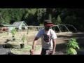 Grow Marijuana: Transplant 3-gallon Marijuana Plant into Large Pot