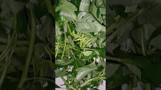 How to benefit of water spinach. কলমি শাক এর উপকারিতা। health plant agriculture herbal shorts