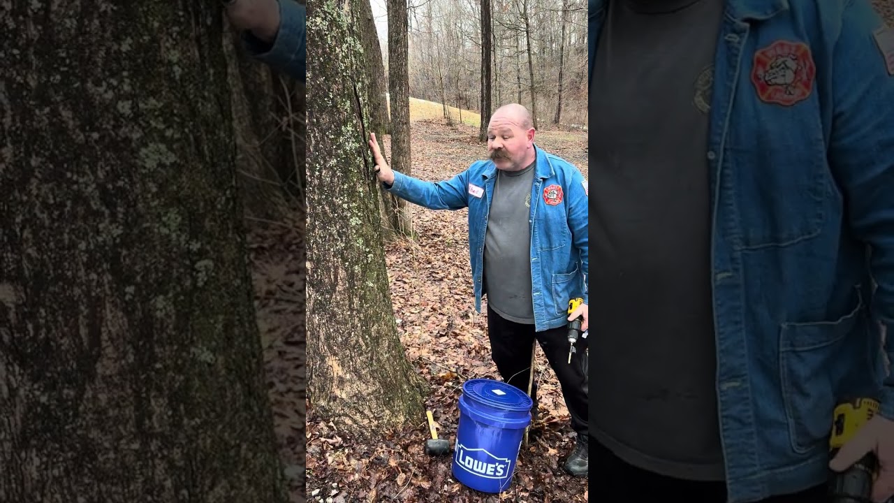 How to tap a Maple Tree