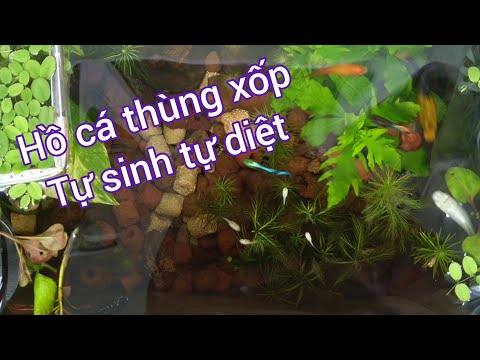 Video Hồ cá thùng xốp tự sinh tự diệt liệu có ổn - youtube