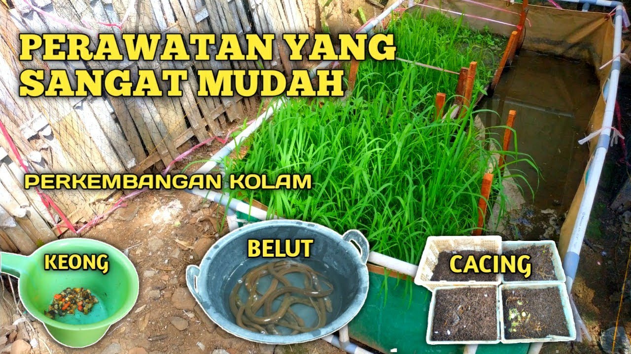 PERAWATAN SEHARI-HARI KOLAM BELUT #B3FARMBWI