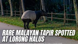 Rare Malayan Tapir Spotted at Lorong Halus