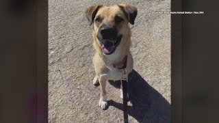 Finding a forever home, that’s been a longtime goal now for a Taos animal shelter for one of its lon