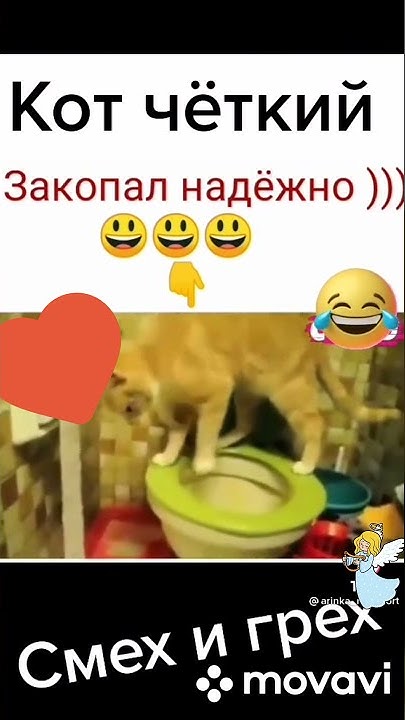 Кот четкий😁Закопал надежно😁😁😁 - YouTube