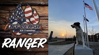 BORDER COLLIE RANGER | Amazing Obedience | Central Minnesota