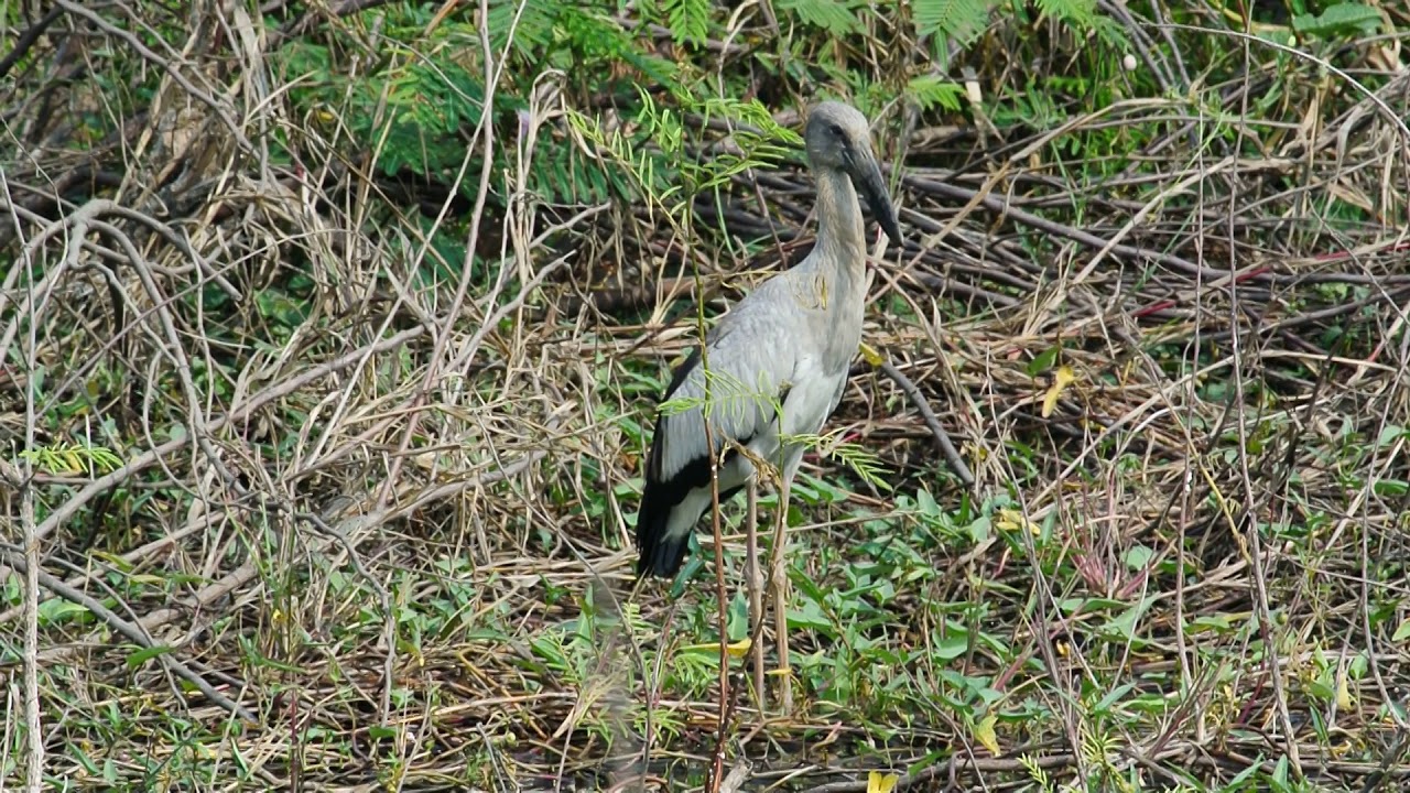 Asian openbill stork (Anastomus oscitans)