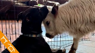 Vaca Crece Rodeada De Perros Y Comienza A Actuar Como Un Cachorro