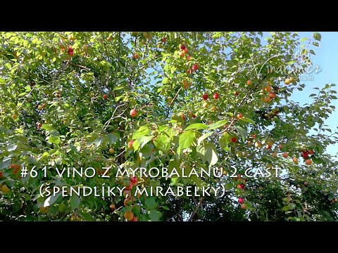 vinařům.cz - #61 víno z myrobalánu (špendlíky, mirabelky) - 2.část