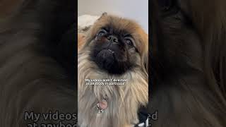 Tea is good! #pekingese #dog #cutedog #pets