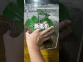 障害を抱えていたカマキリが◯くなりました。