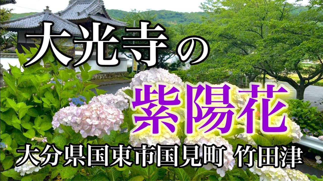 『大光寺の紫陽花』2023.6.12 大分県 国東市 国見町 竹田津