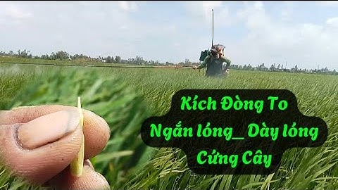 Kích đòng to _ giúp lúa cứng cây, dày lóng, ngắn lóng | Nông Dân Miền Tây.