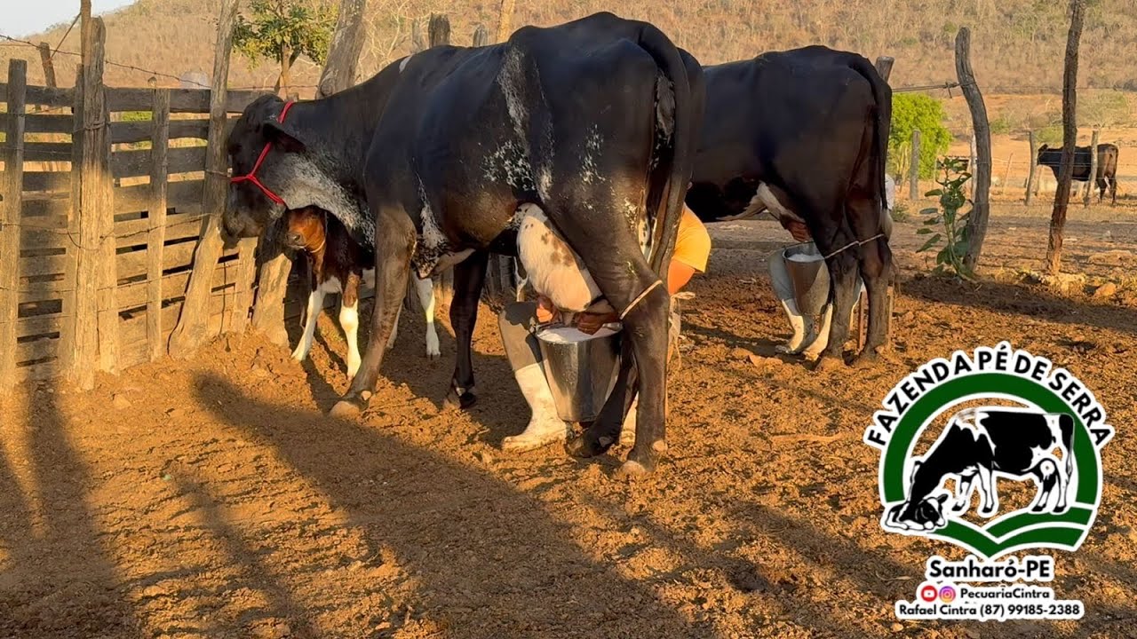 2 Girolandas 1º e 2º parto paridas de novo valor 16.500 as duas tel87991852388 Rafael Cintra