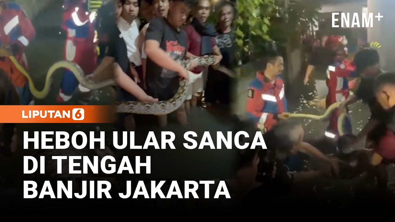 Heboh Ular Sanca Di Tengah Banjir Jakarta | Liputan6