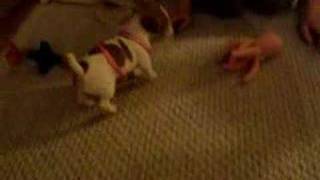Pixie - Jack Russell Terrier Puppy