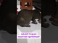 kebulatan emak#youtube #cat #youtubevideo #catlover #shortvideo #shortvideo #shorts #short #funny