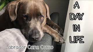 A DAY IN LIFE OF LABRADOR CANE CORSO | WHAT DOES MY DOG DO ALL DAY | DOG ROUTINE