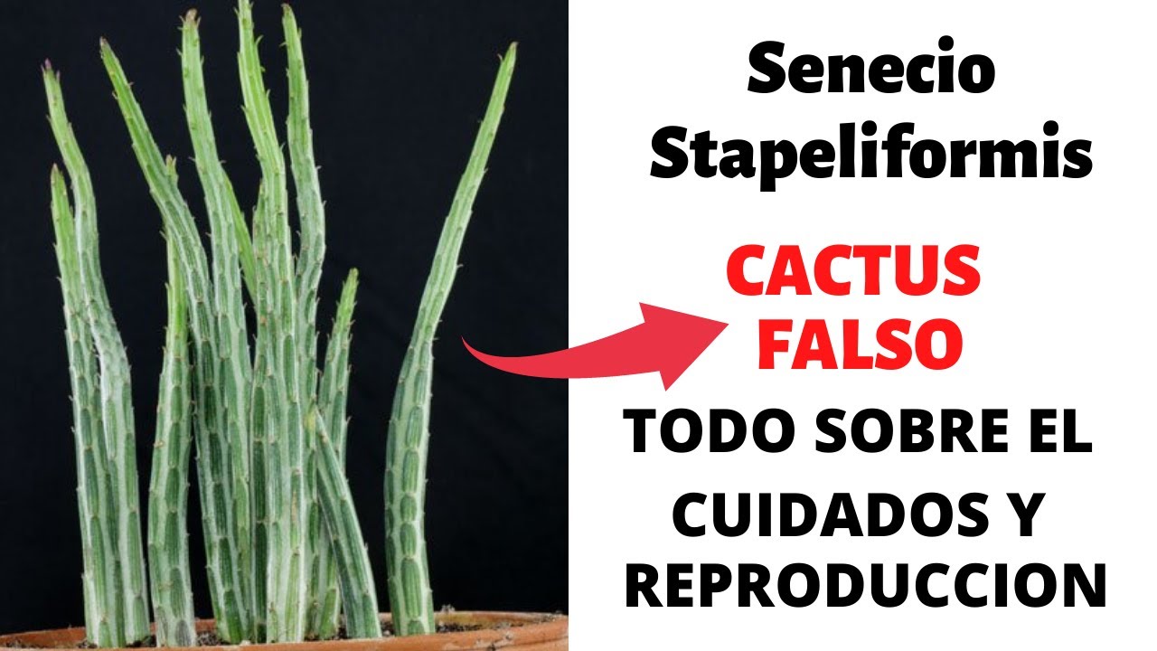 La suculenta Mas Dificil De Conseguir | senecio stapeliformis