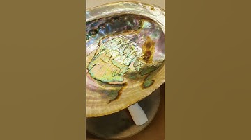 Abalone shell with stand #abalone #abaloneshell