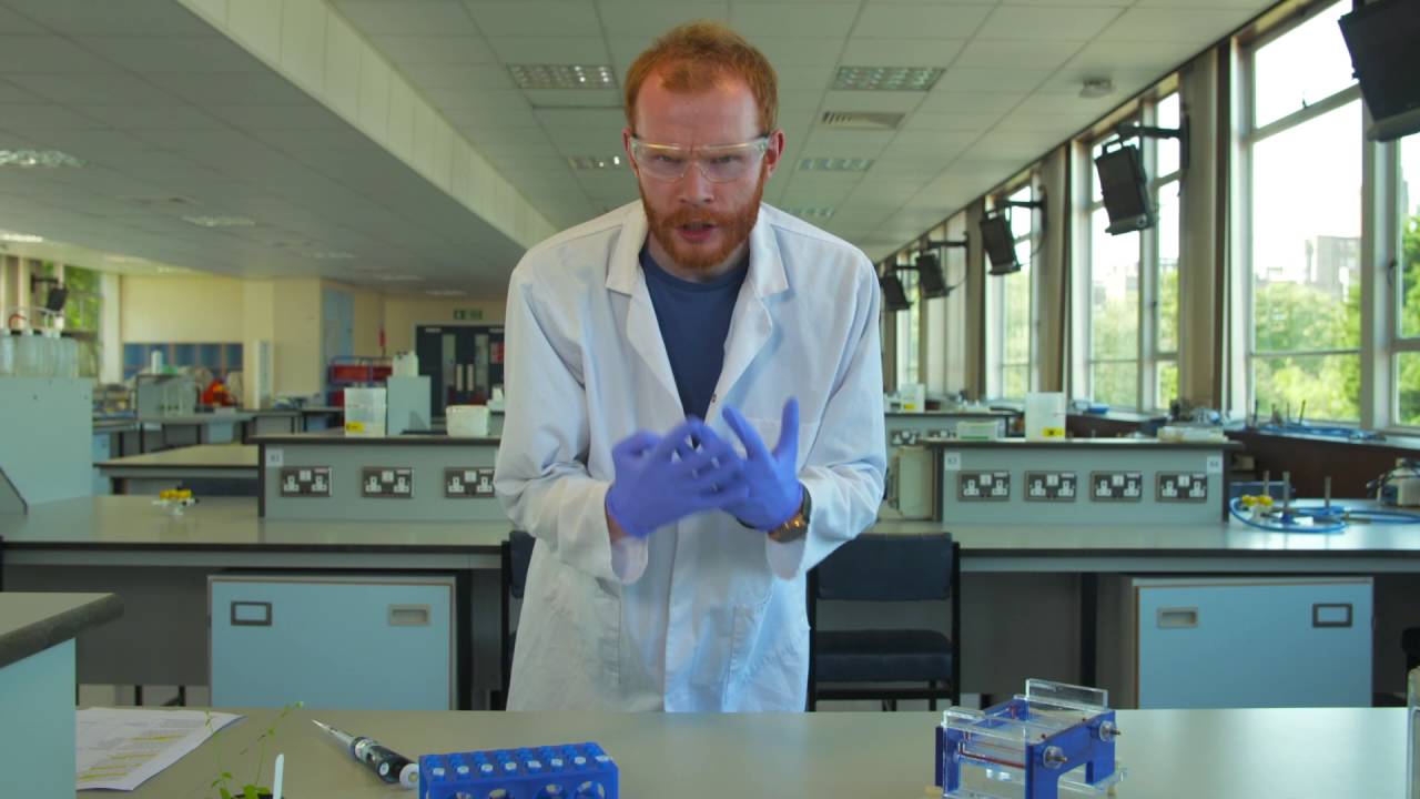Can you use chromatography and electrophoresis to analyse DNA? YouTube