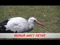 АИСТА ЯШУ СКОРО ВЫПУСТЯТ НА ВОЛЮ