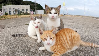 自立できない猫兄弟が母猫より大きな体で三毛猫ママに甘えまくる