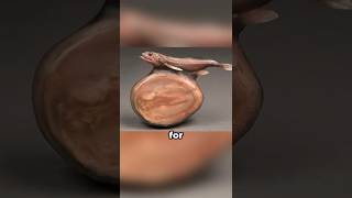 Weird Stretchy Fish